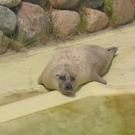 Friesenhof Appartement *